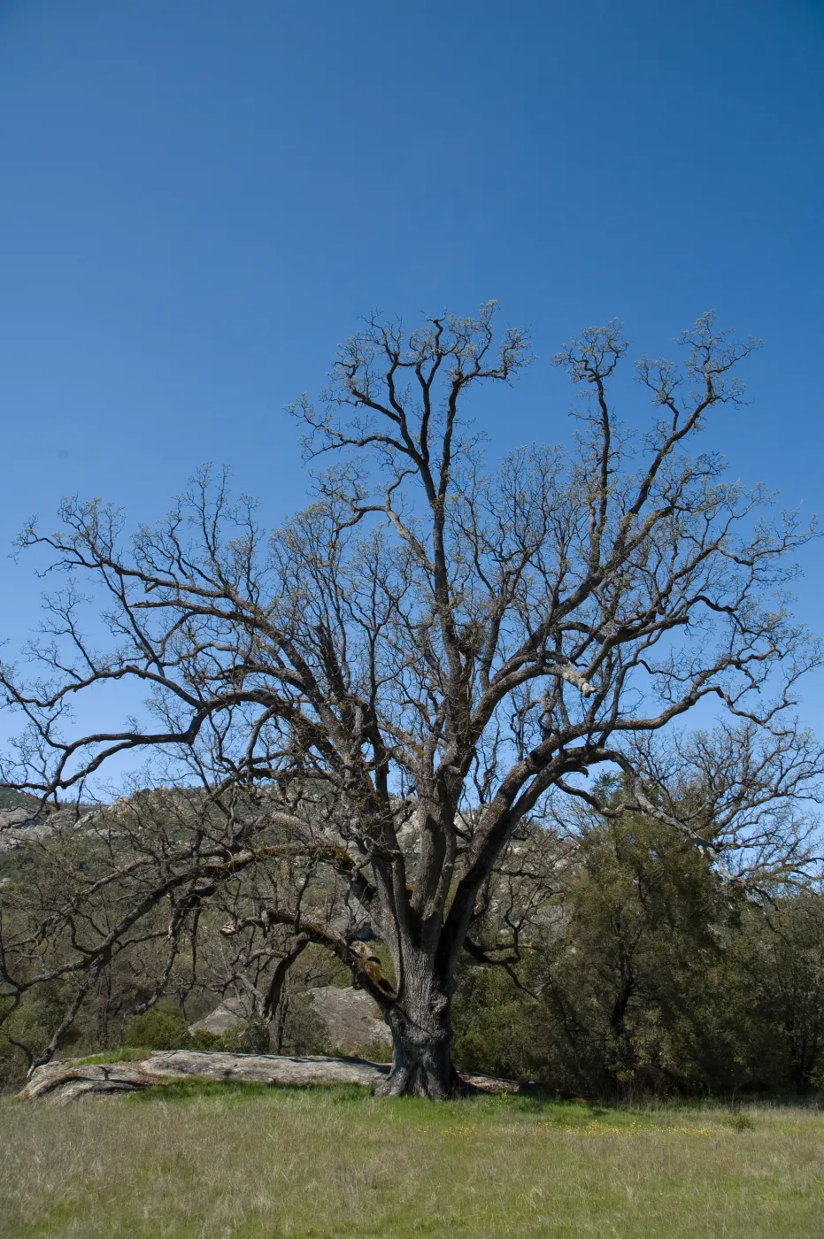 oak, Fort Hunter Liggett, SBBG Research and Conservation staff field trip, 2006