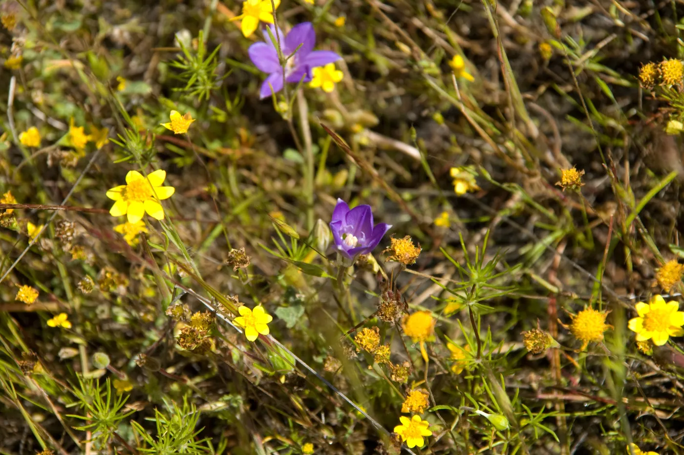 wildflowers, Santa Lucia Mountains, SBBG Research and Conservation staff field trip, Fort Hunter Liggett, 2006
