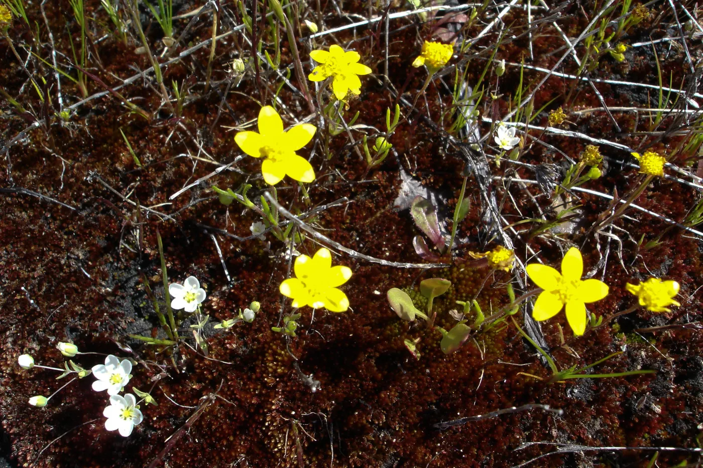 wildflowers, Santa Lucia Mountains, Fort Hunter Liggett, SBBG Research and Conservation staff field trip, 2006