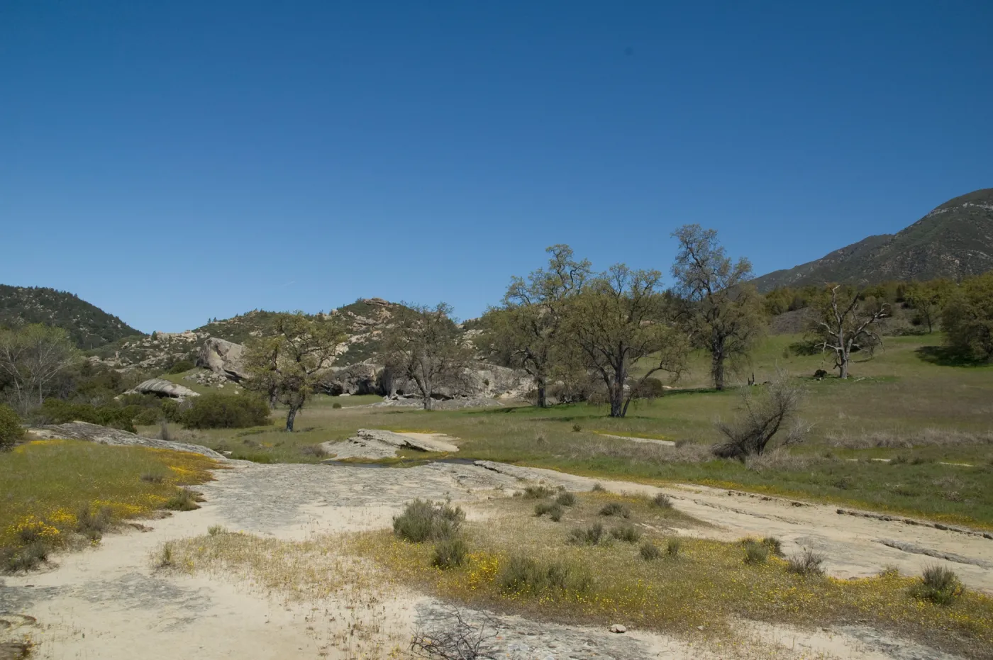 wildflowers, Santa Lucia Mountains, SBBG Research and Conservation staff field trip, Fort Hunter Liggett, 2006