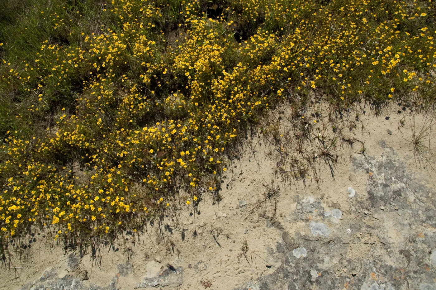 wildflowers, Santa Lucia Mountains, SBBG Research and Conservation staff field trip, Fort Hunter Liggett, 2006