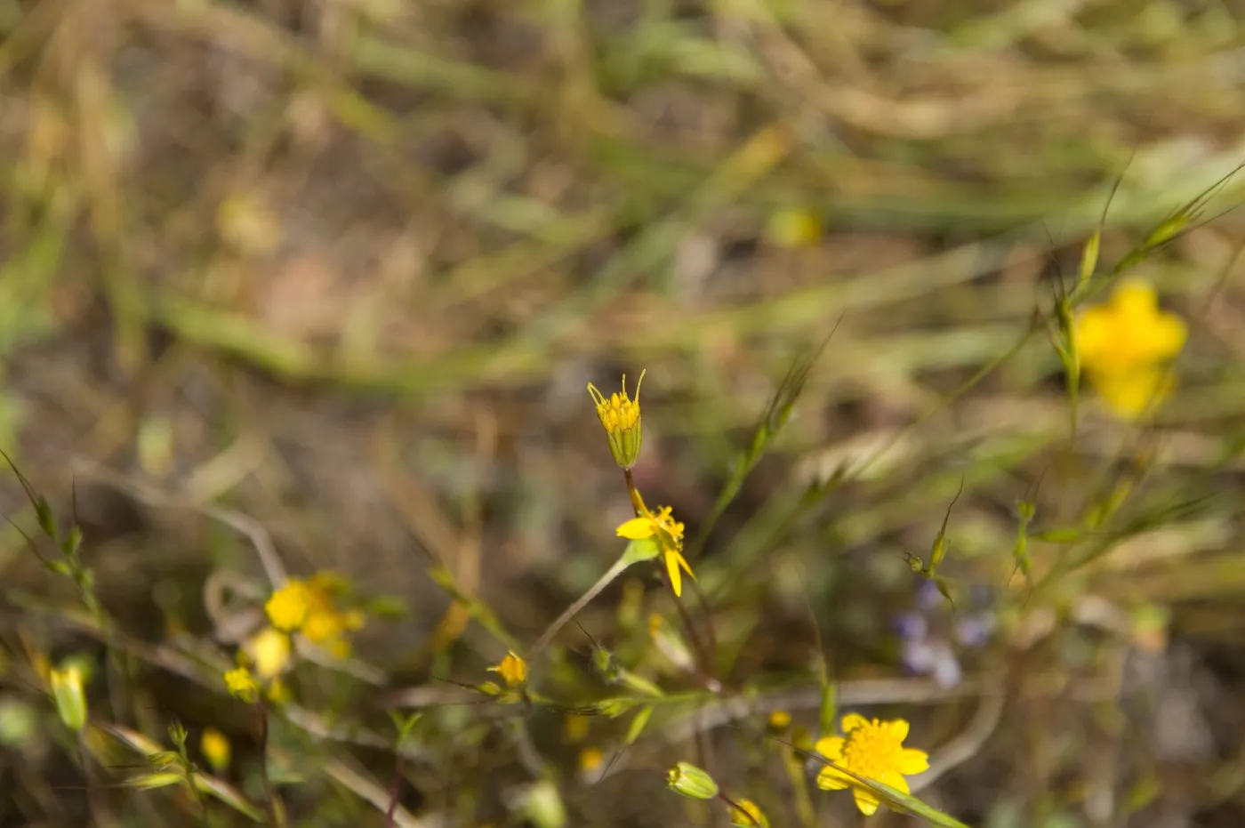 wildflowers, Pentachaeta exilis subsp. aeolica, Santa Lucia Mountains, Fort Hunter Liggett, SBBG Research and Conservation staff field trip, 2006