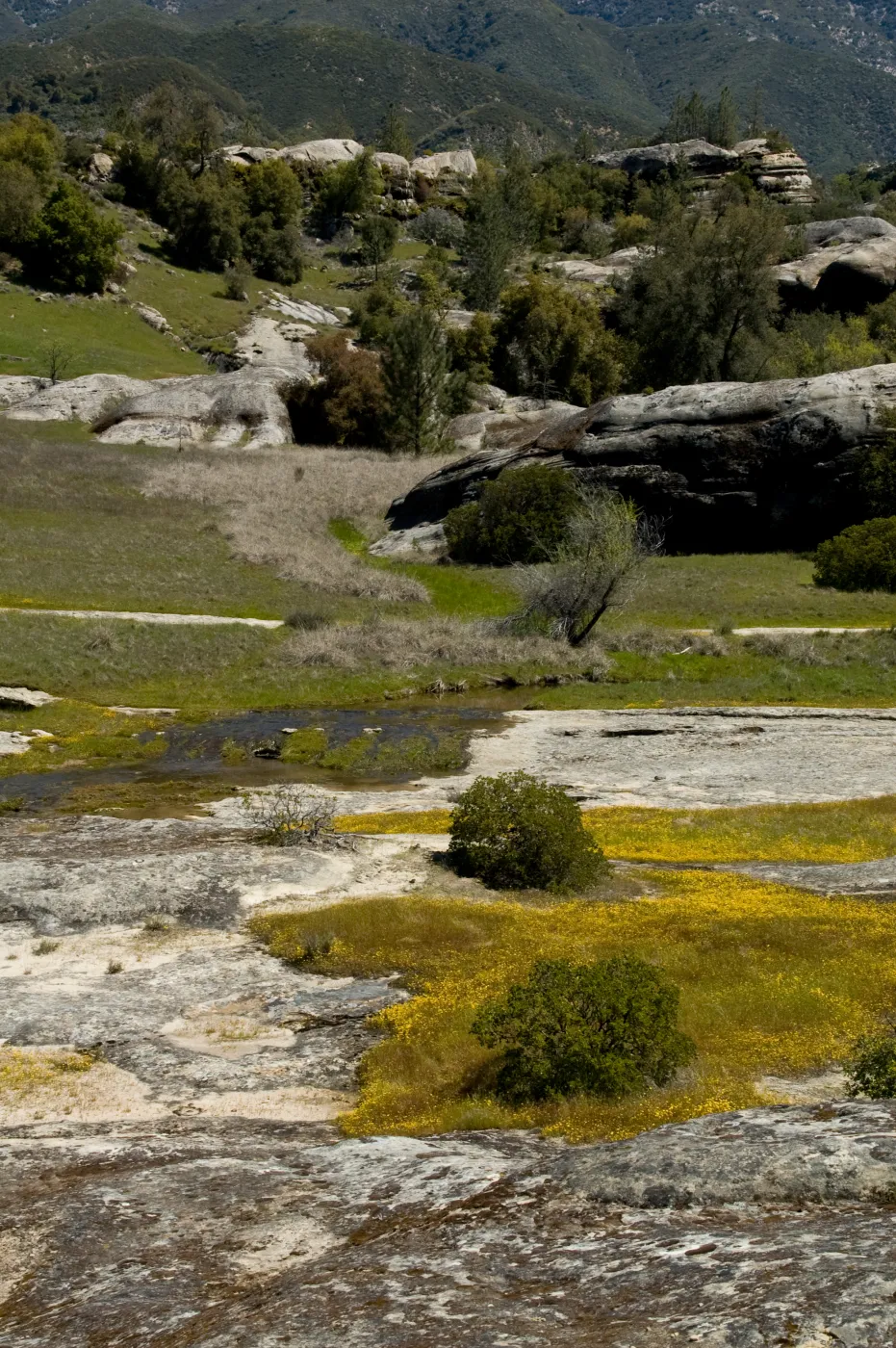 wildflowers, Santa Lucia Mountains, Fort Hunter Liggett, SBBG Research and Conservation staff field trip, 2006