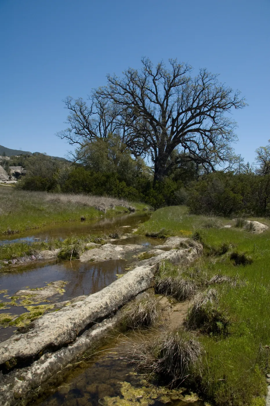 oak, spring, Fort Hunter Liggett, SBBG Research and Conservation staff field trip, 2006