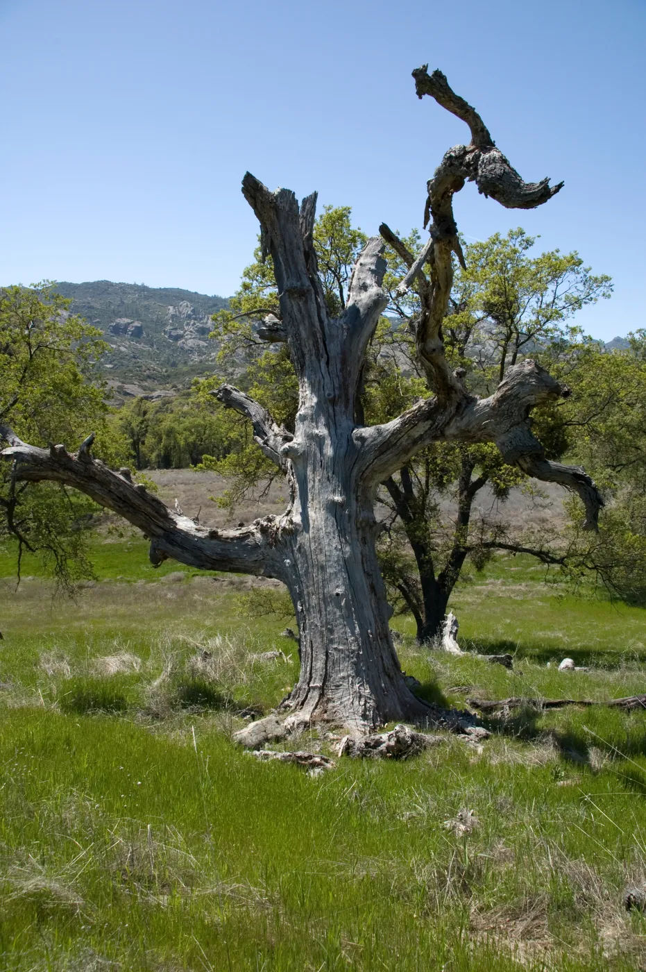 old dead oak snag, Santa Lucia Trail, Santa Lucia Mountains, SBBG Research and Conservation staff field trip, Fort Hunter Liggett, 2006