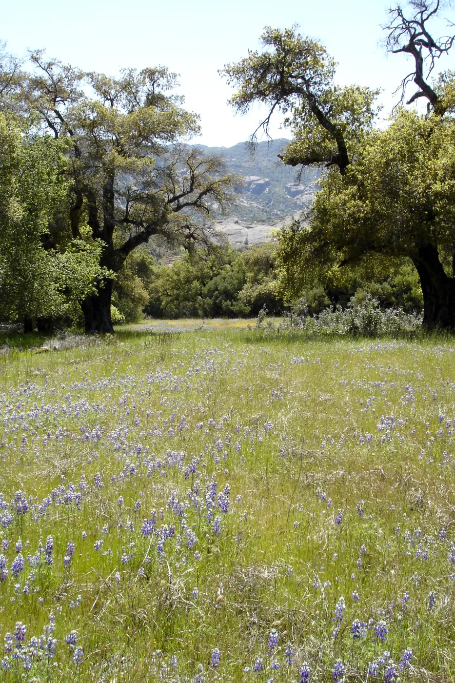 field of lupines, wildflowers, oak woodland, Santa Lucia Trail, Fort Hunter Liggett, SBBG Research and Conservation staff field trip, 2006