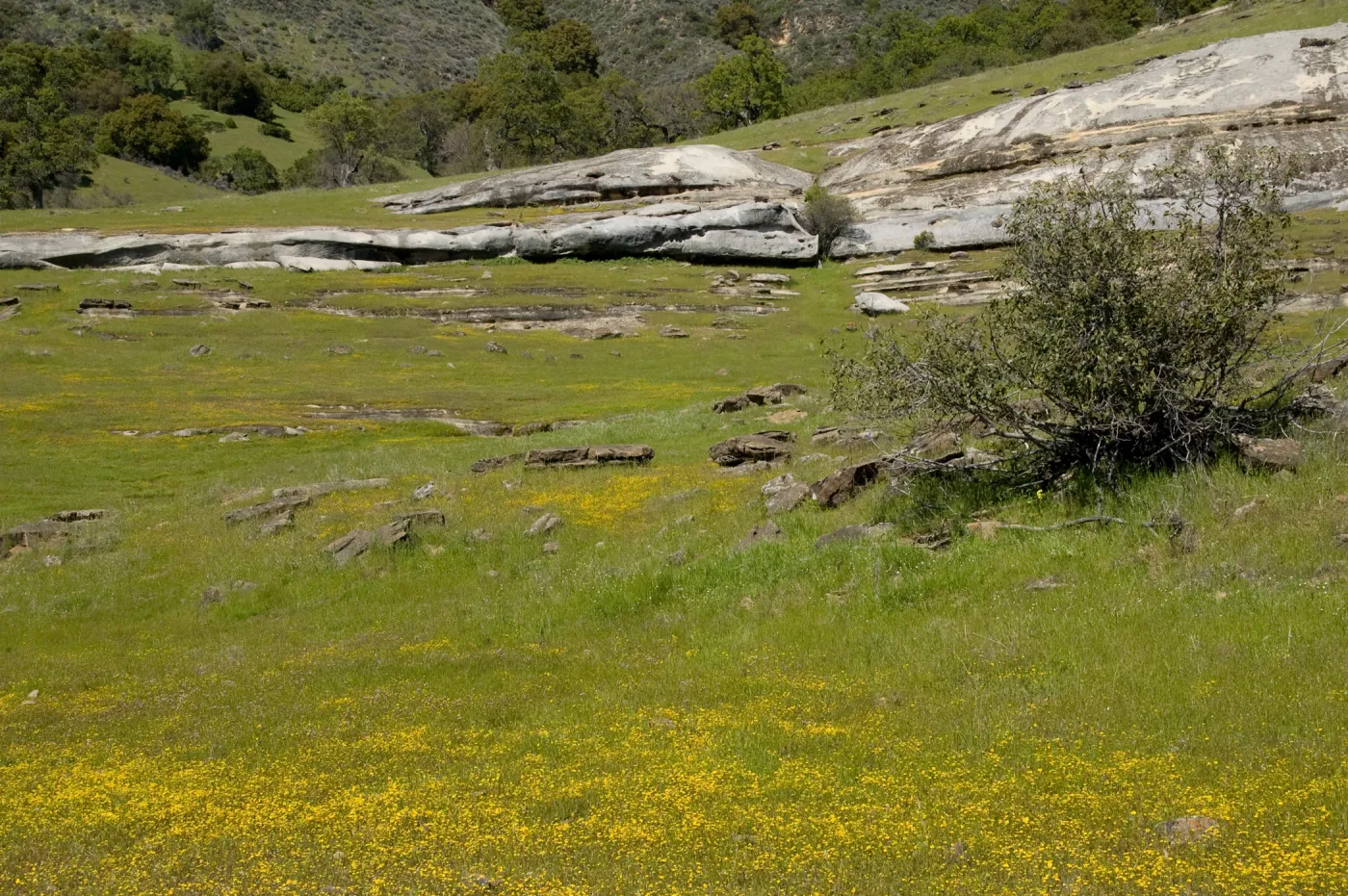 wildflowers, Santa Lucia Trail, Santa Lucia Mountains, SBBG Research and Conservation staff field trip, Fort Hunter Liggett, 2006