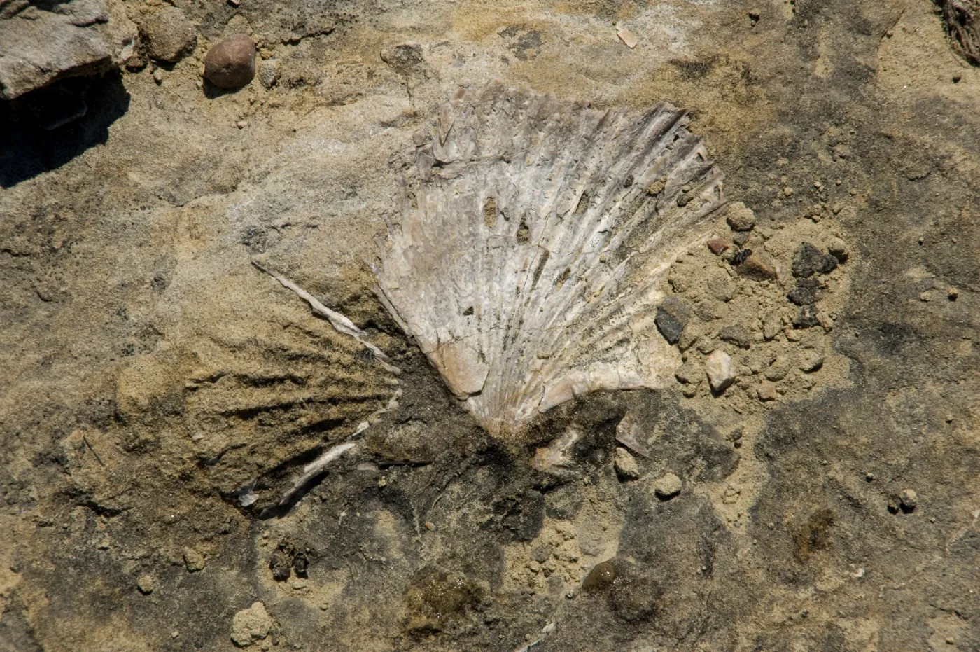 shell fossil, Santa Lucia Trail, Santa Lucia Mountains, SBBG Research and Conservation staff field trip, Fort Hunter Liggett, 2006