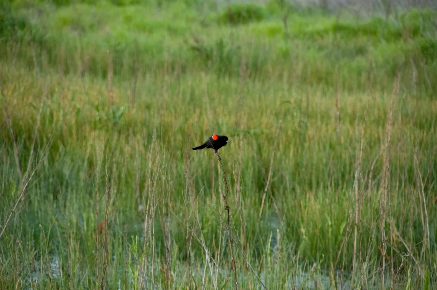 red winged black bird, SBBG Research and Conservation staff field trip, Fort Hunter Liggett, 2006