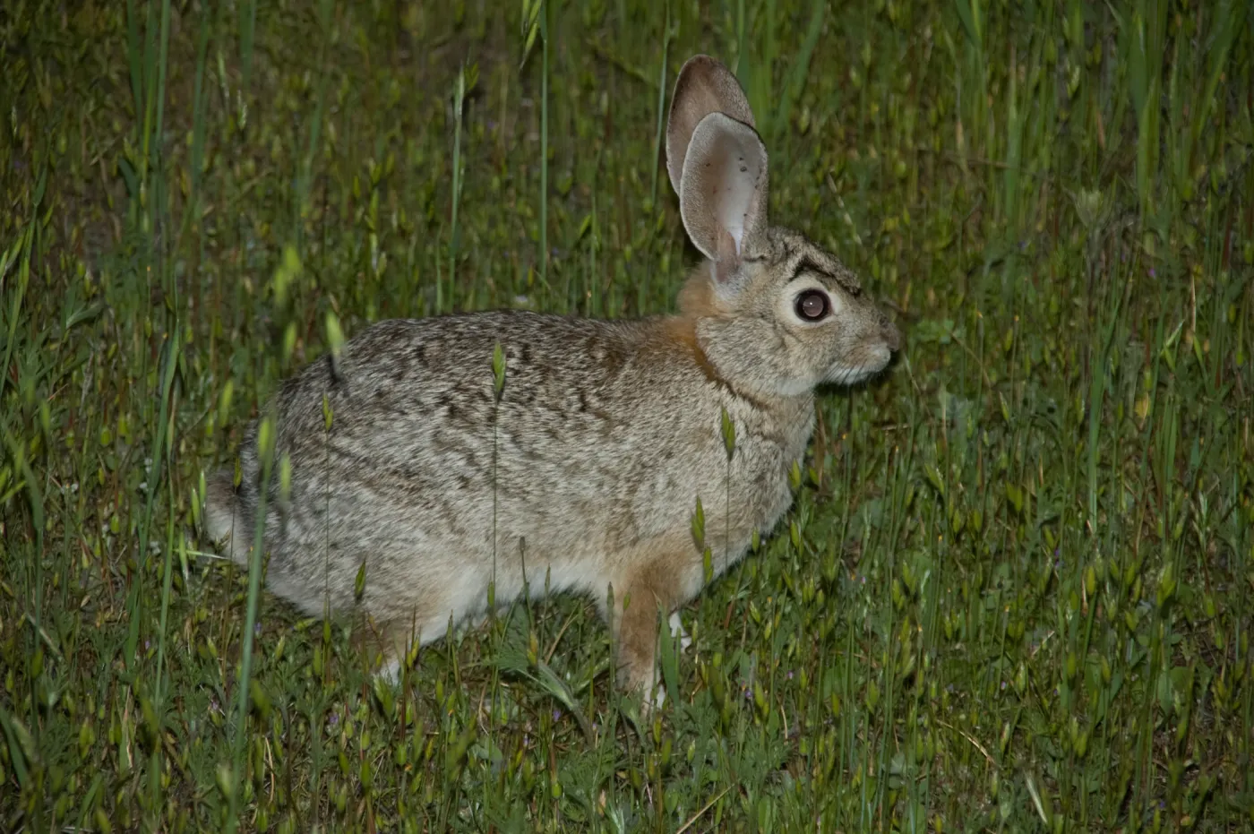 cottontail rabbit, SBBG Research and Conservation staff field trip, Fort Hunter Liggett, 2006