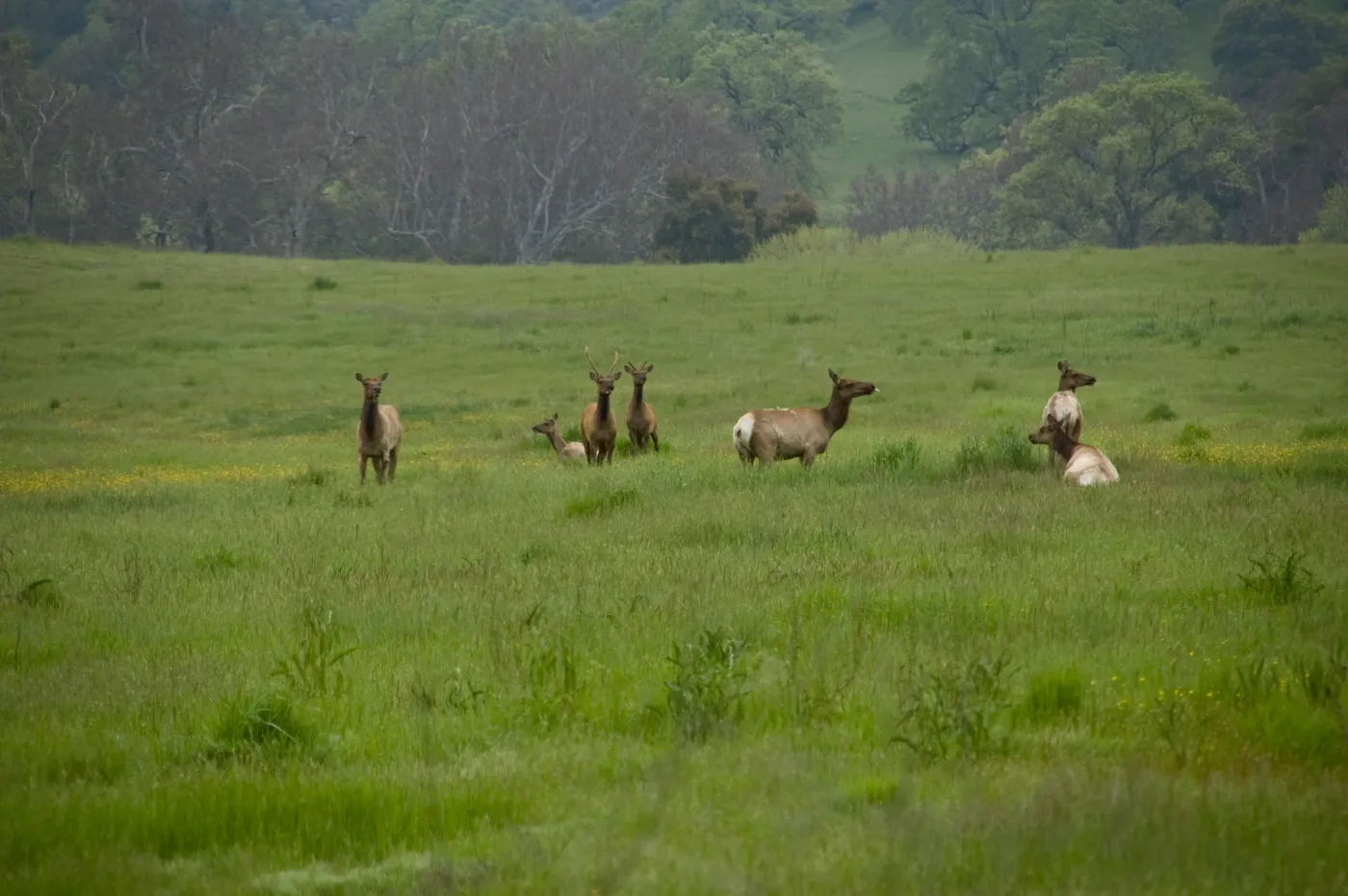 elk herd, Fort Hunter Liggett, SBBG Research and Conservation staff field trip, 2006