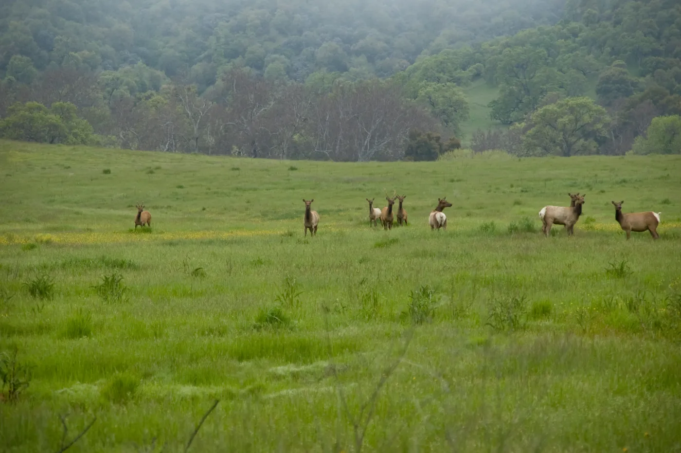 elk herd, Fort Hunter Liggett, SBBG Research and Conservation staff field trip, 2006