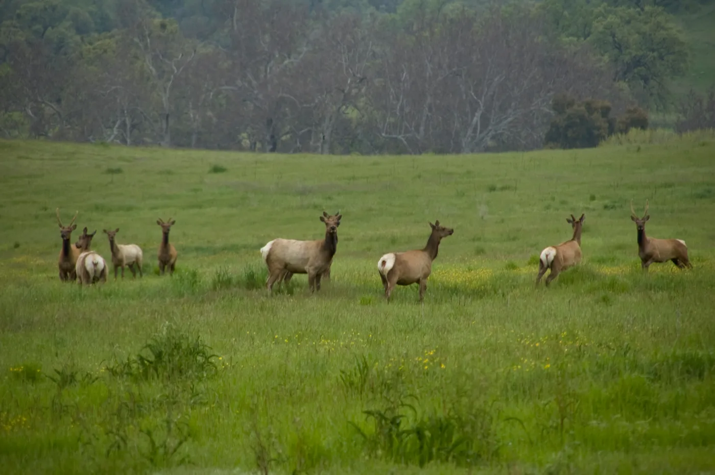 elk herd, Fort Hunter Liggett, SBBG Research and Conservation staff field trip, 2006