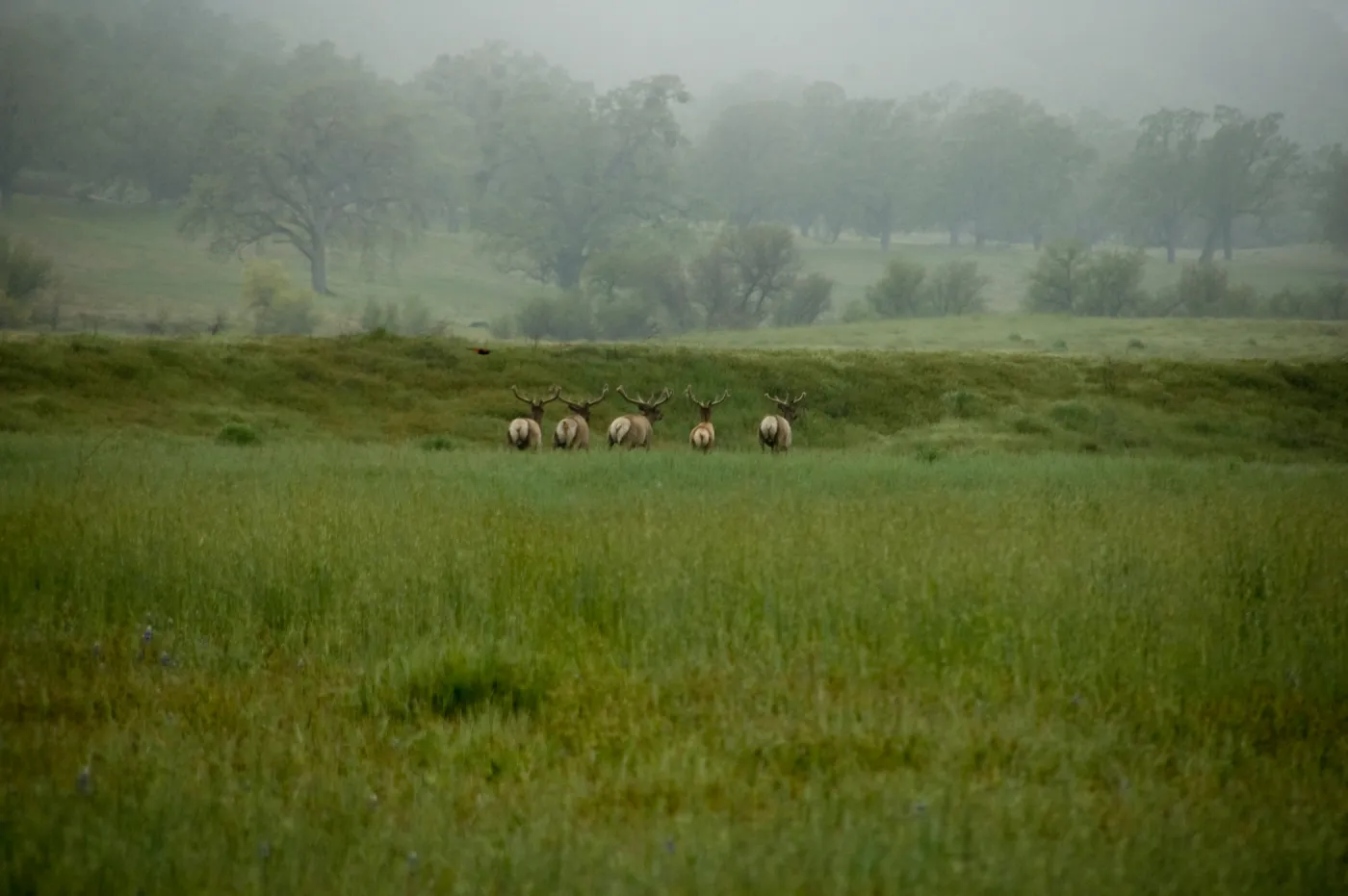 elk herd in the mist, SBBG Research and Conservation staff field trip, Fort Hunter Liggett, 2006