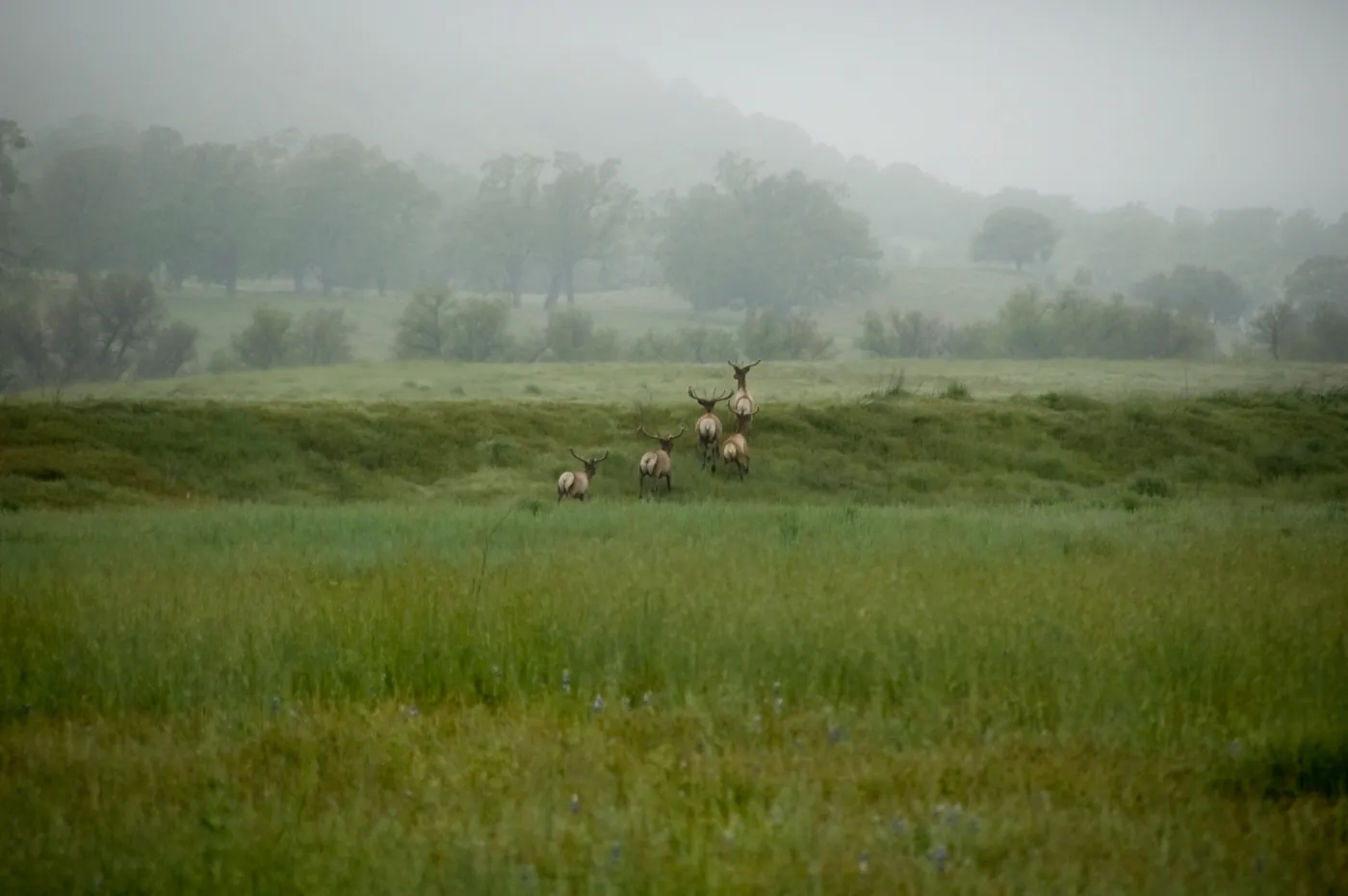 elk herd in the mist, SBBG Research and Conservation staff field trip, Fort Hunter Liggett, 2006