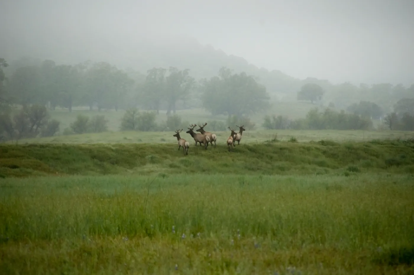 elk herd in the mist, SBBG Research and Conservation staff field trip, Fort Hunter Liggett, 2006