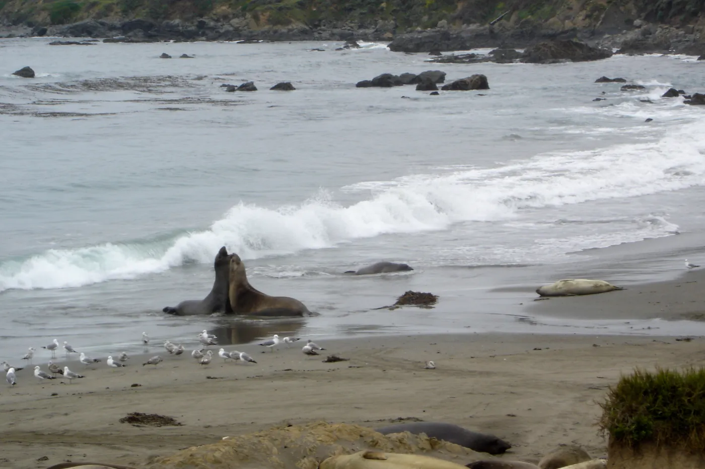 elephant seals at Piedras Blancas, SBBG Research and Conservation Staff field trip, Fort Hunter Liggett, 2006