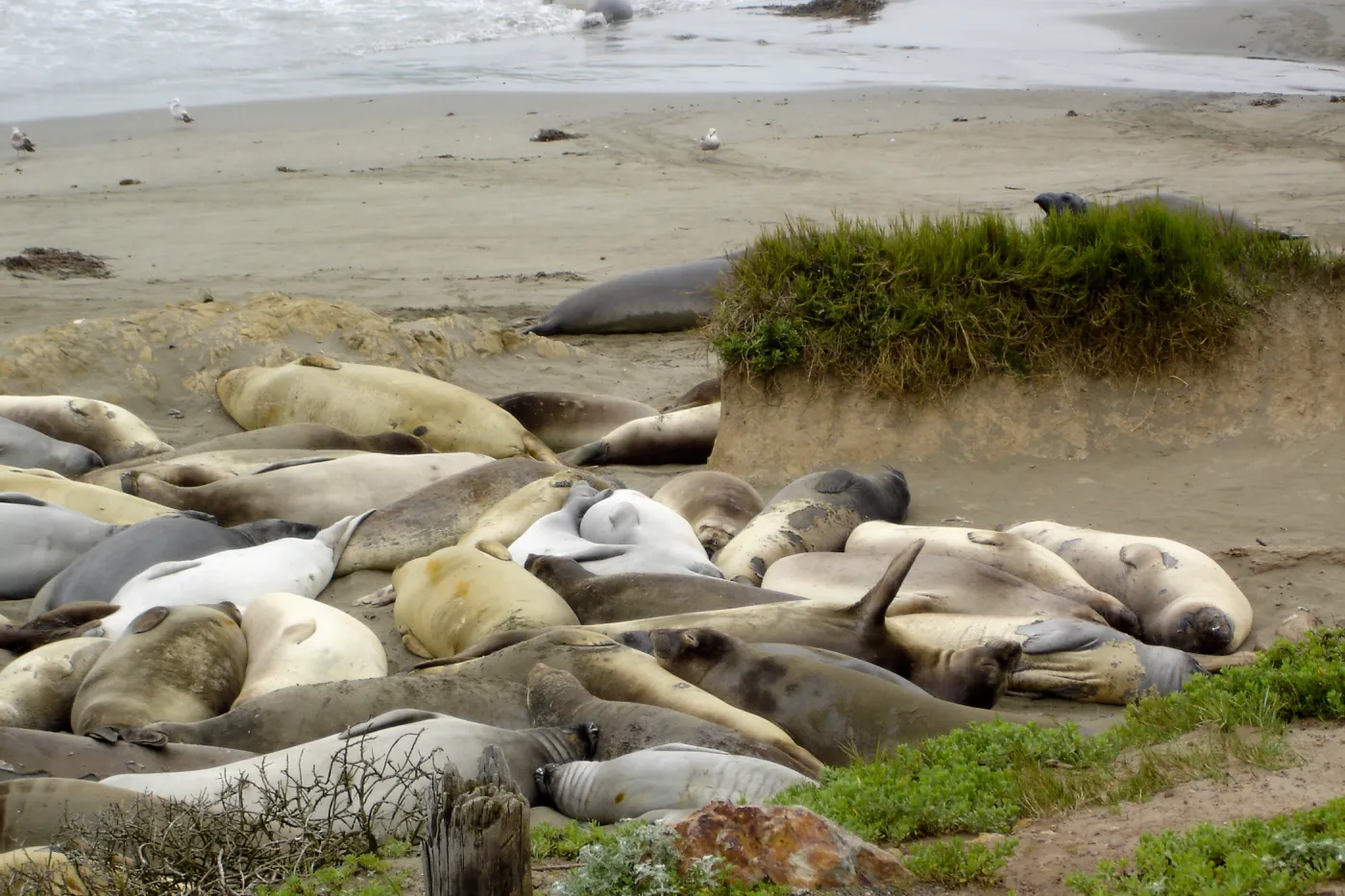 elephant seals at Piedras Blancas, SBBG Research and Conservation Staff field trip, Fort Hunter Liggett, 2006