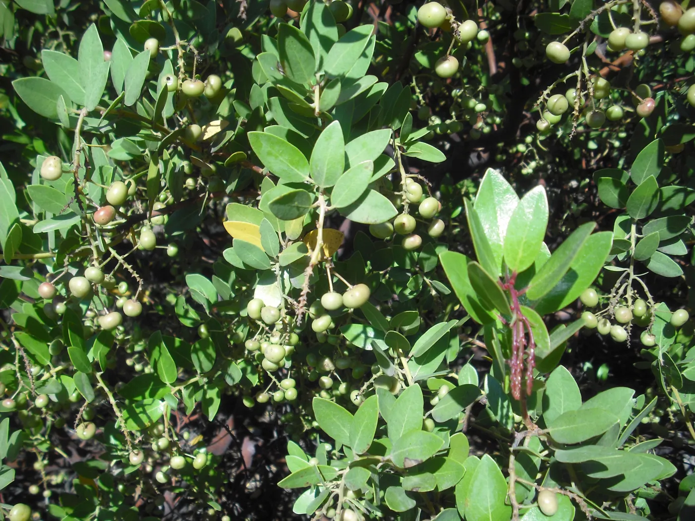 Arctostaphylos insularis in fruit, SBBG Field Trip to Santa Cruz Island, 2011