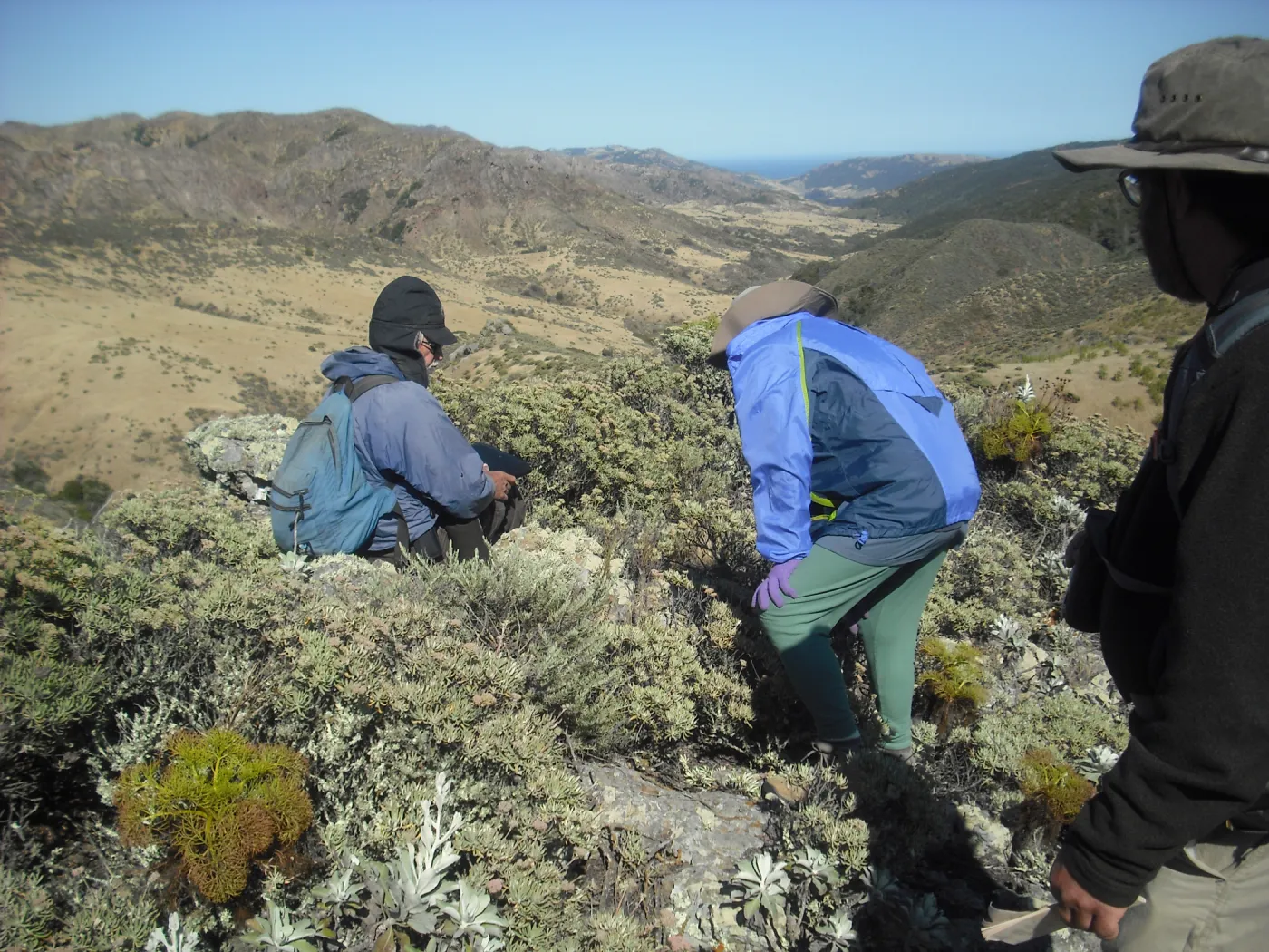 Arabis hoffmannii habitat, SBBG Field Trip to Santa Cruz Island, 2011