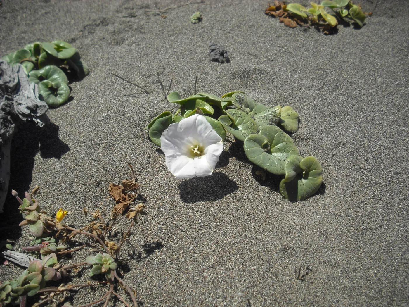 Calystegia soldanella in sand, SBBG Field Trip to Santa Cruz Island, 2011