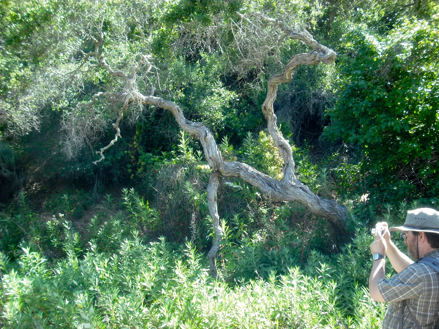 Quercus pacifica, Central Valley, SBBG Field Trip to Santa Cruz Island, 2011