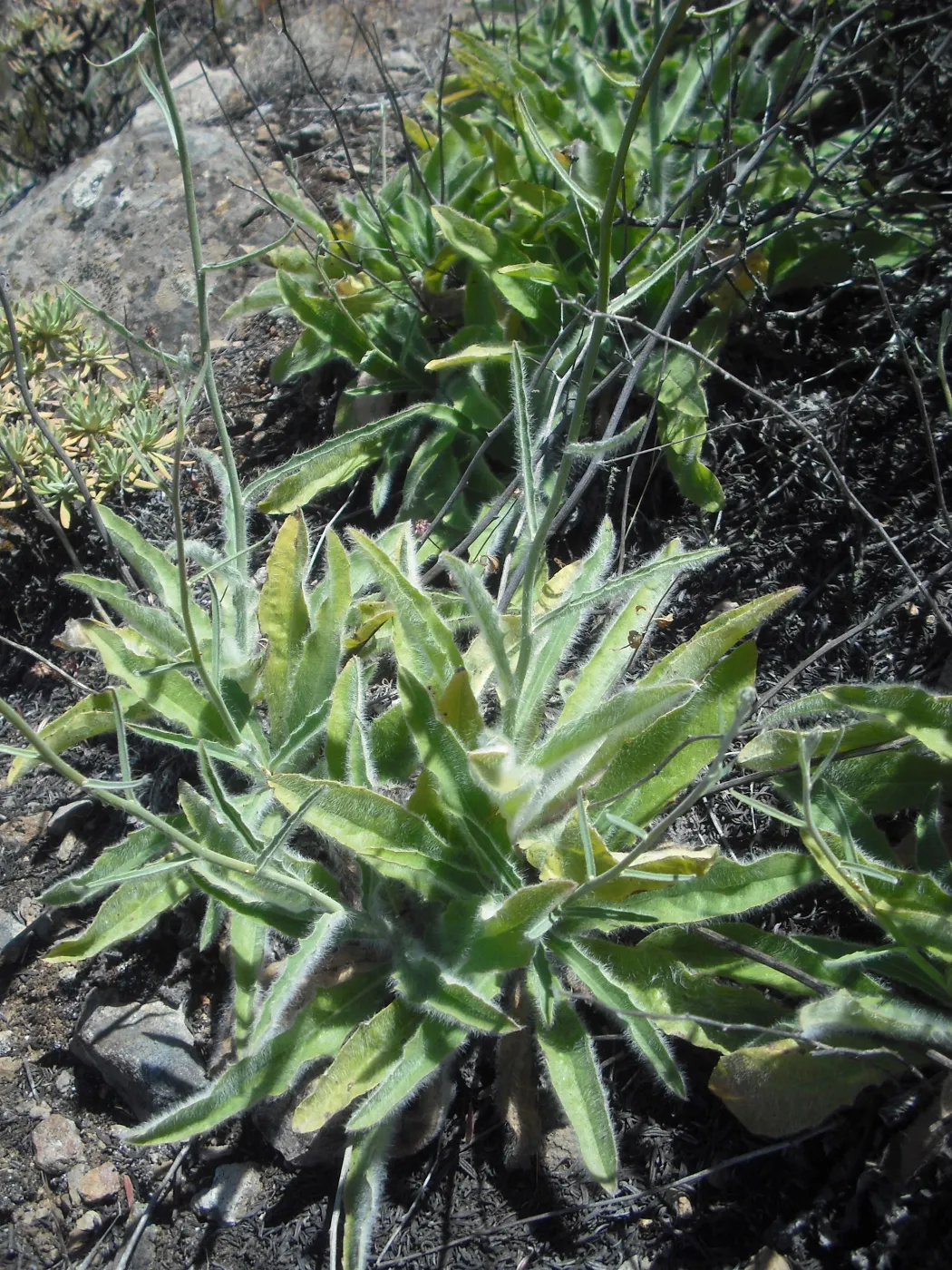 Hieracium argutum, SBBG Field Trip to Santa Cruz Island, 2011