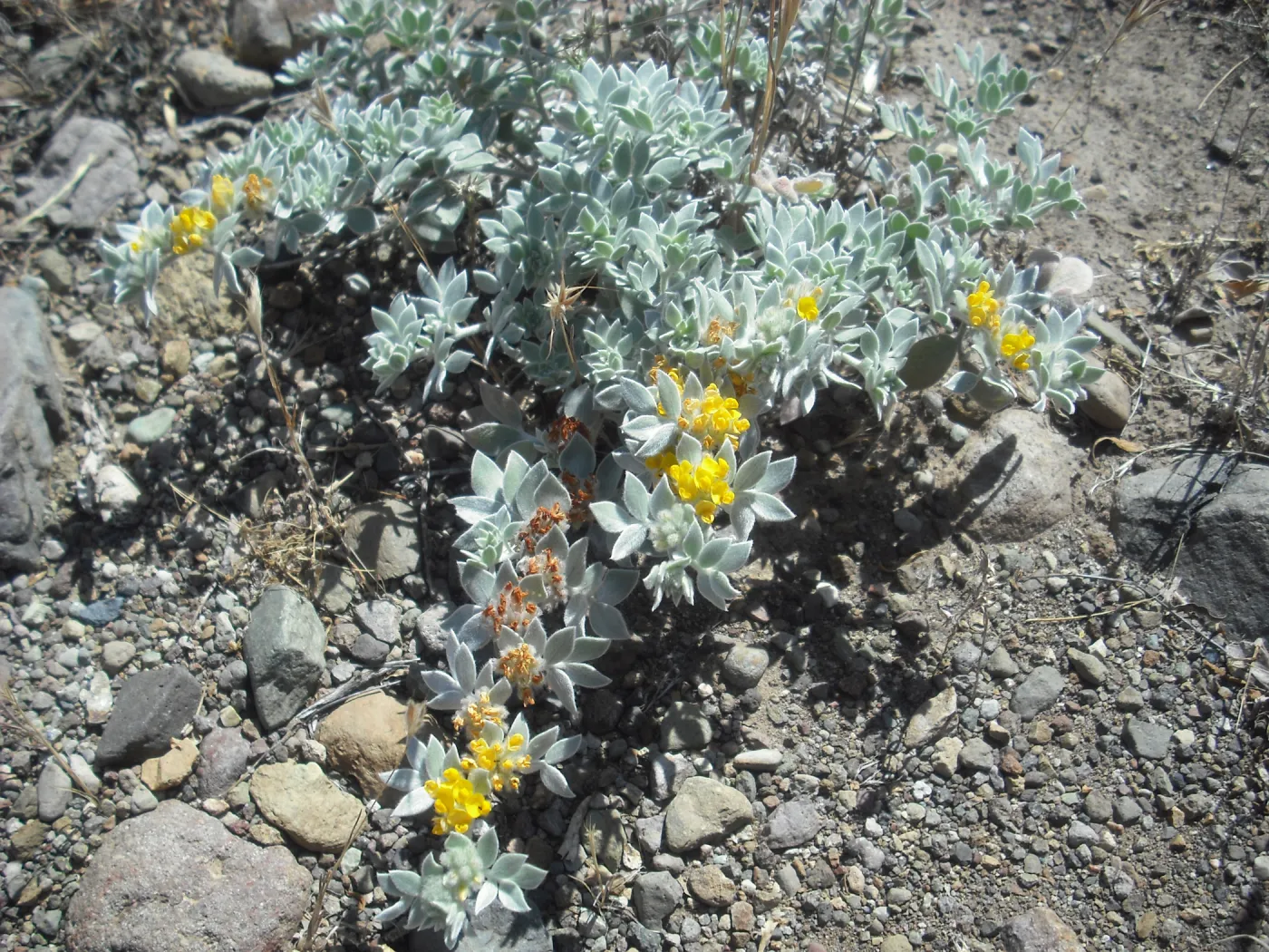 Lotus argophyllus ssp. niveus, SBBG Field Trip to Santa Cruz Island, 2011