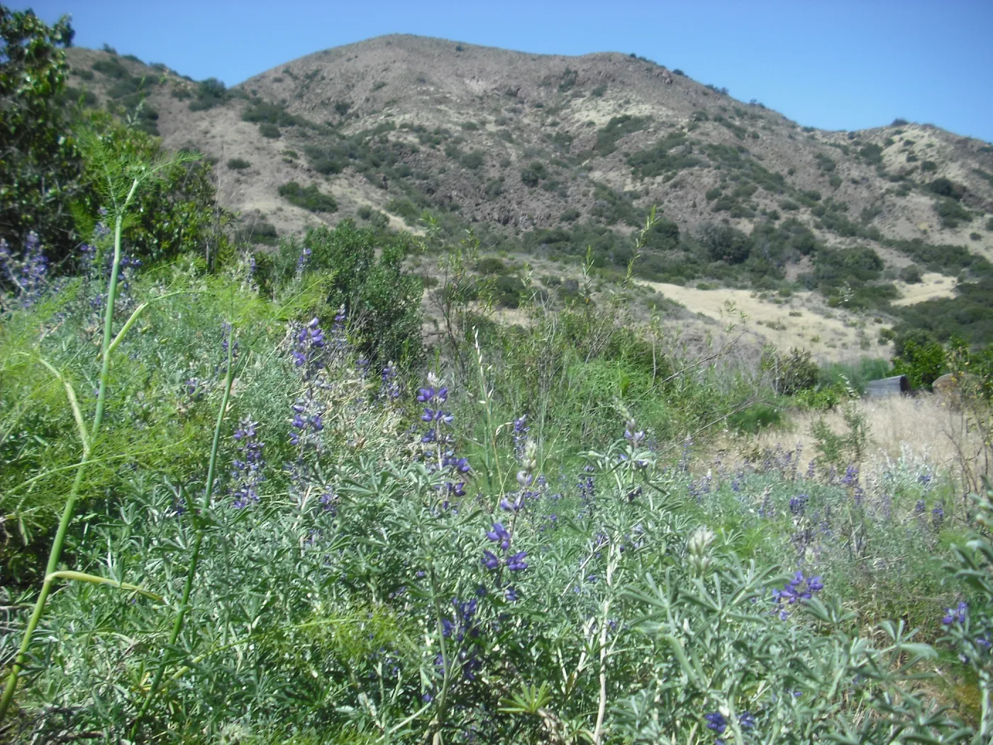 Lupinus albifrons var. douglasii, SBBG Field Trip to Santa Cruz Island, 2011
