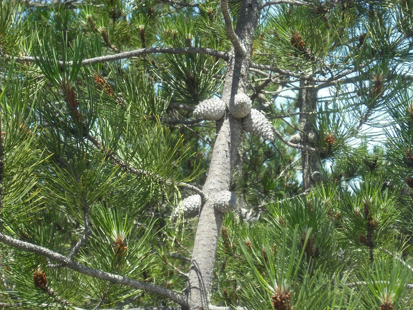 Pinus muricata, SBBG Field Trip to Santa Cruz Island, 2011