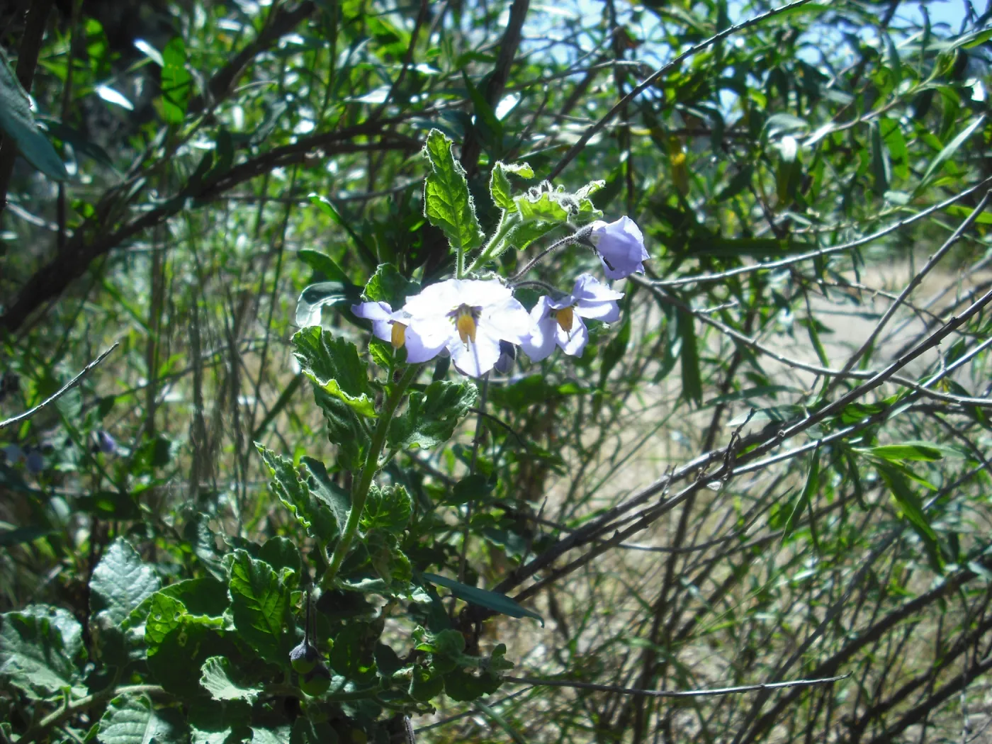 Solanum clokeyi flowers, SBBG Field Trip to Santa Cruz Island, 2011
