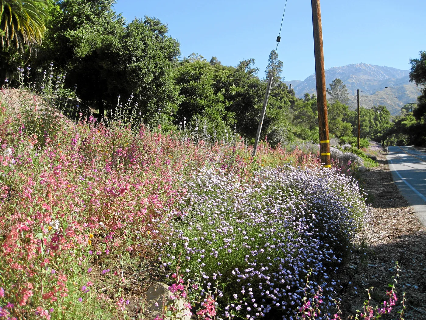 Tunnel Triangle plantings