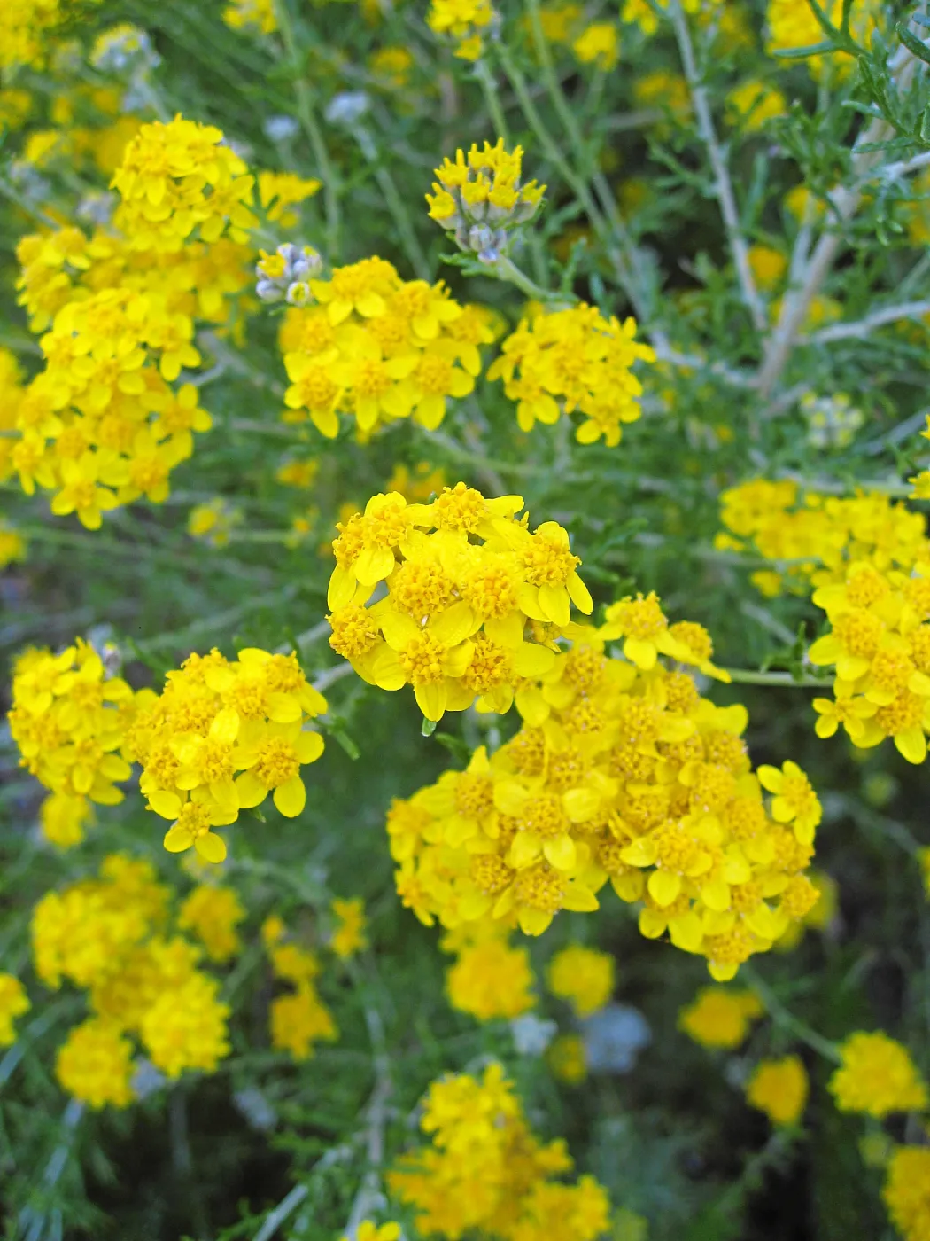 Golden Yarrow along Mission Canyon Road