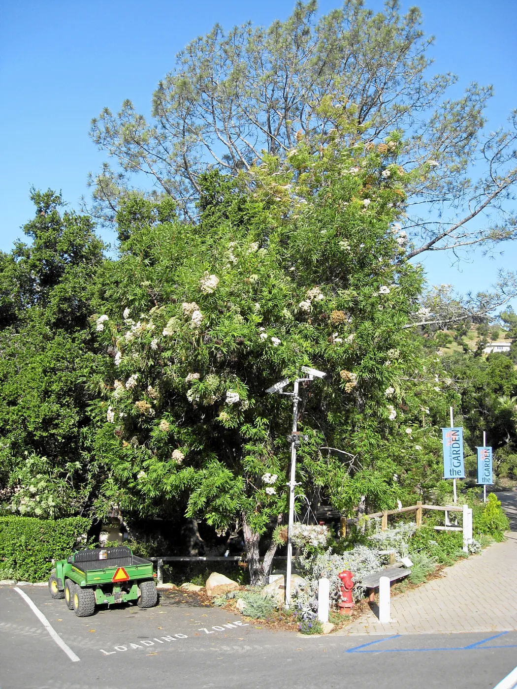 Flowering island ironwood at entrance