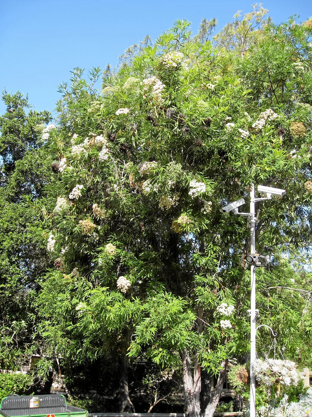 Flowering island ironwood at entrance