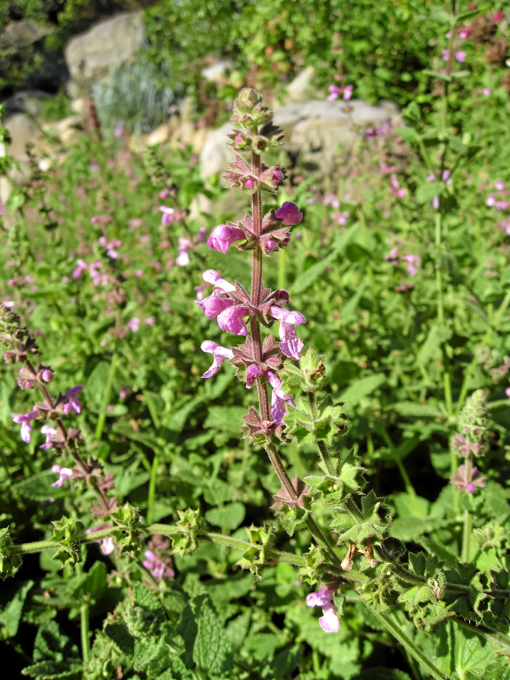 Wood mint in Discovery Garden after loss of oak