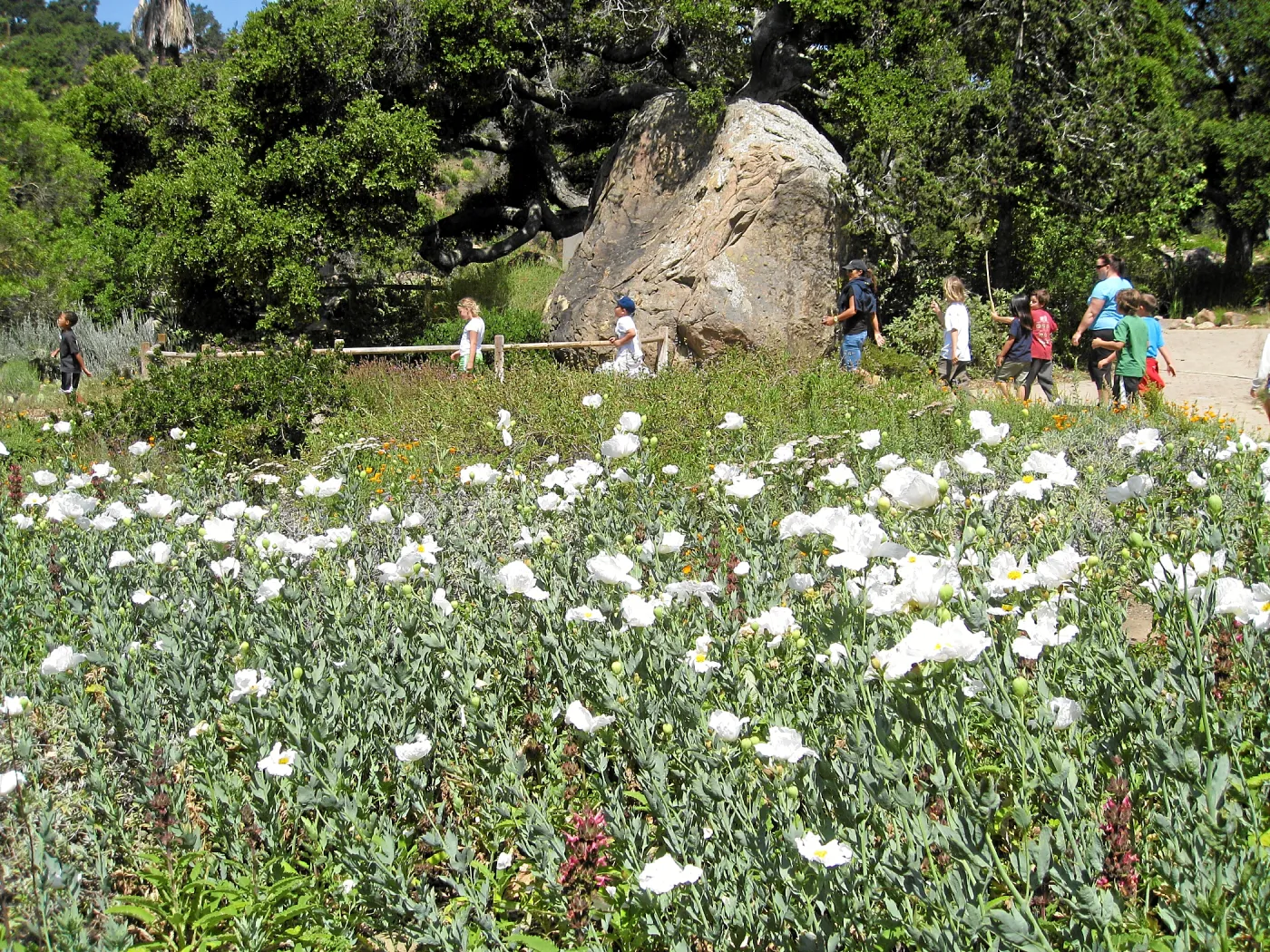 Romneya trichocalyx in Ground Cover Display