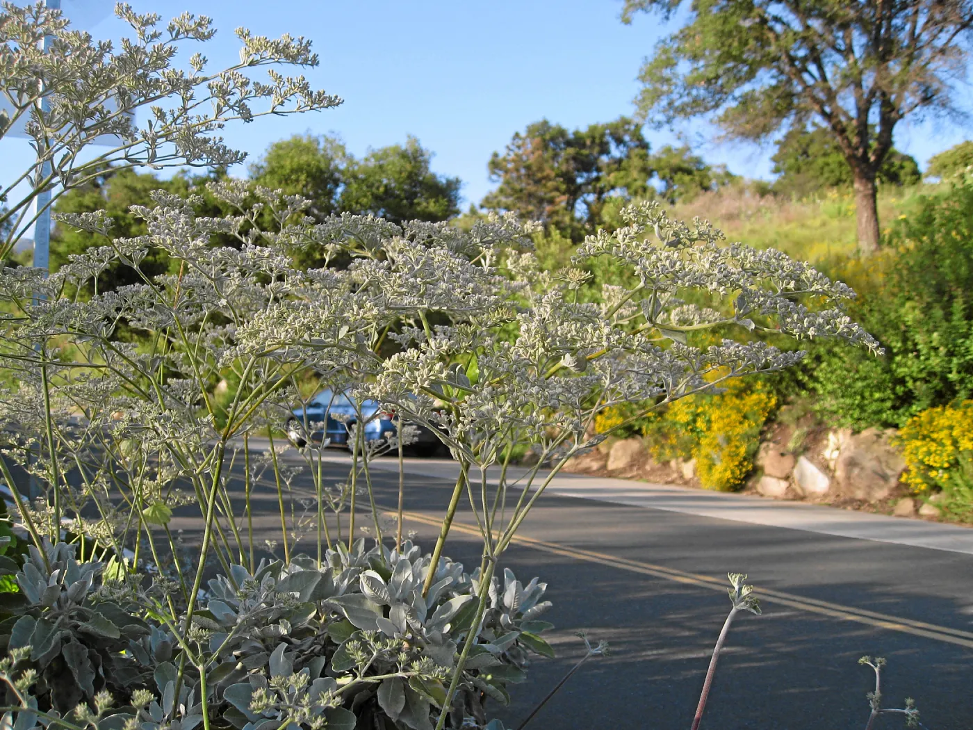 Eriogonum giganteum along Mission Canyon Rd