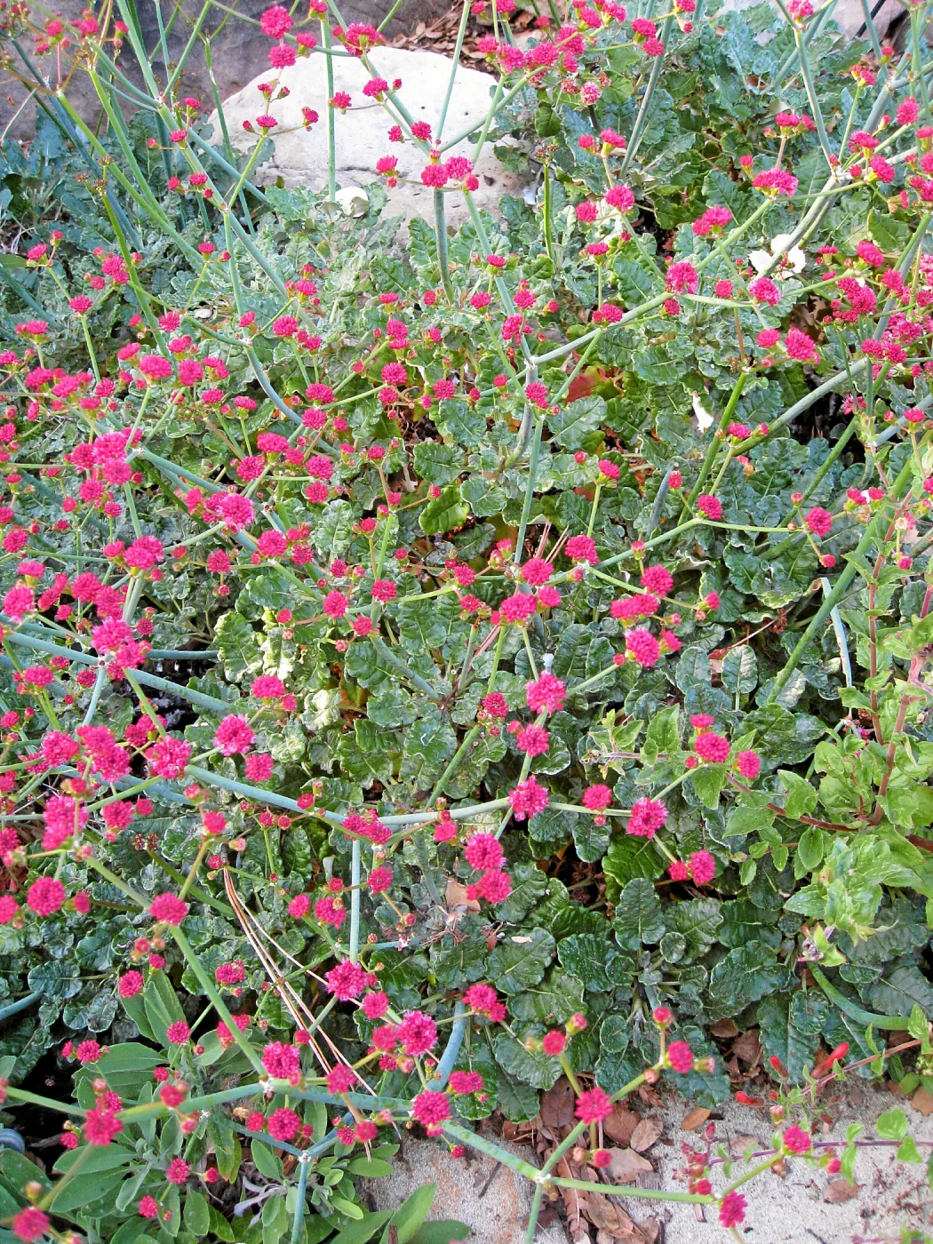 Eriogonum grande var. rubescens
