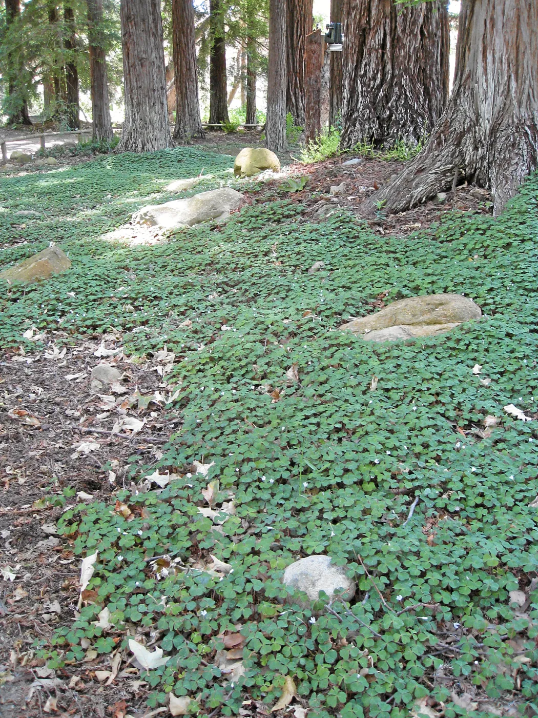 Redwood sorrel regeneration after installaton of new irrigation