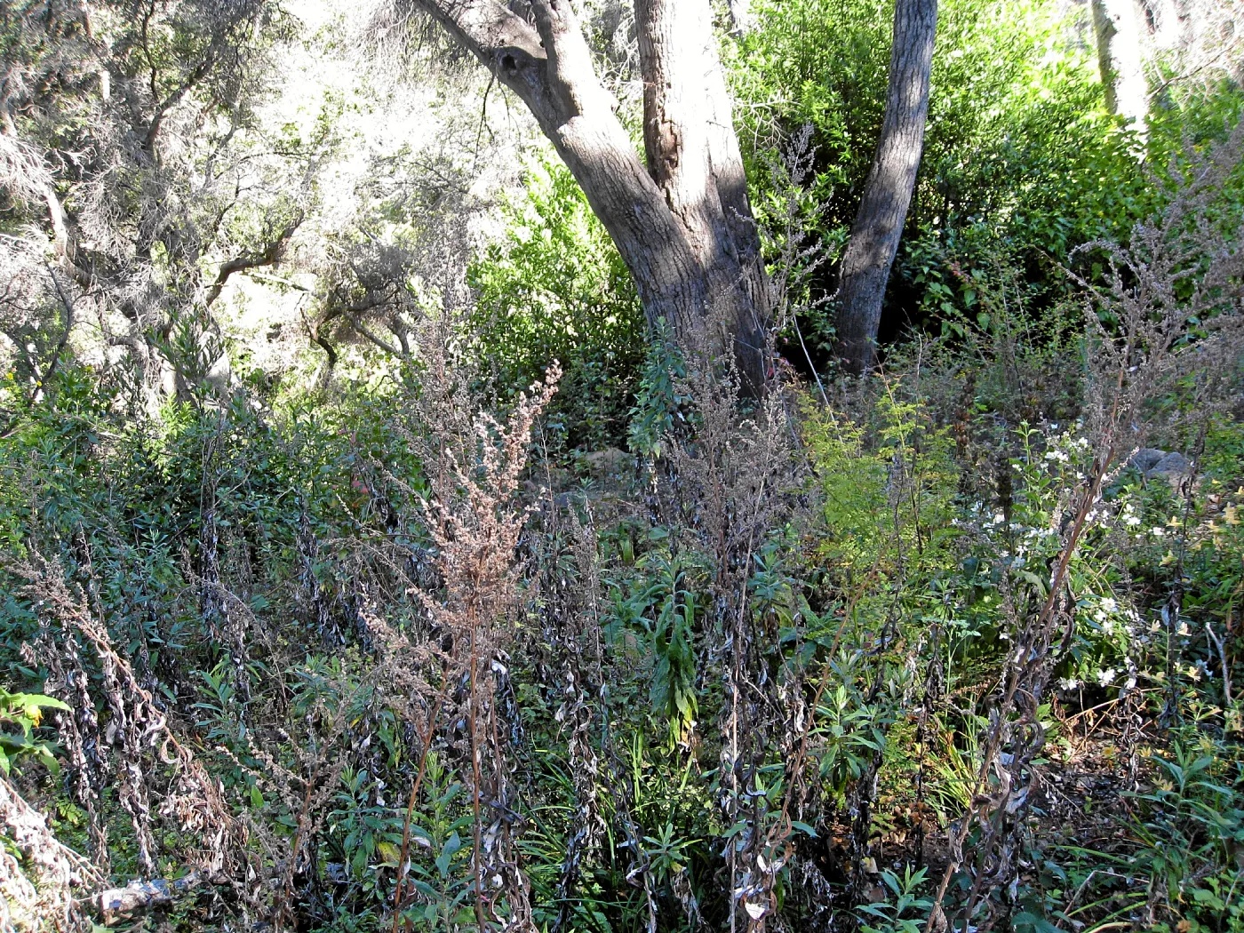Post fire neglect near picnic area on Campbell Trail