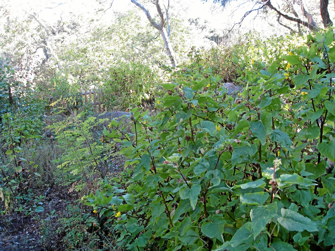 Post fire neglect near picnic area on Campbell Trail