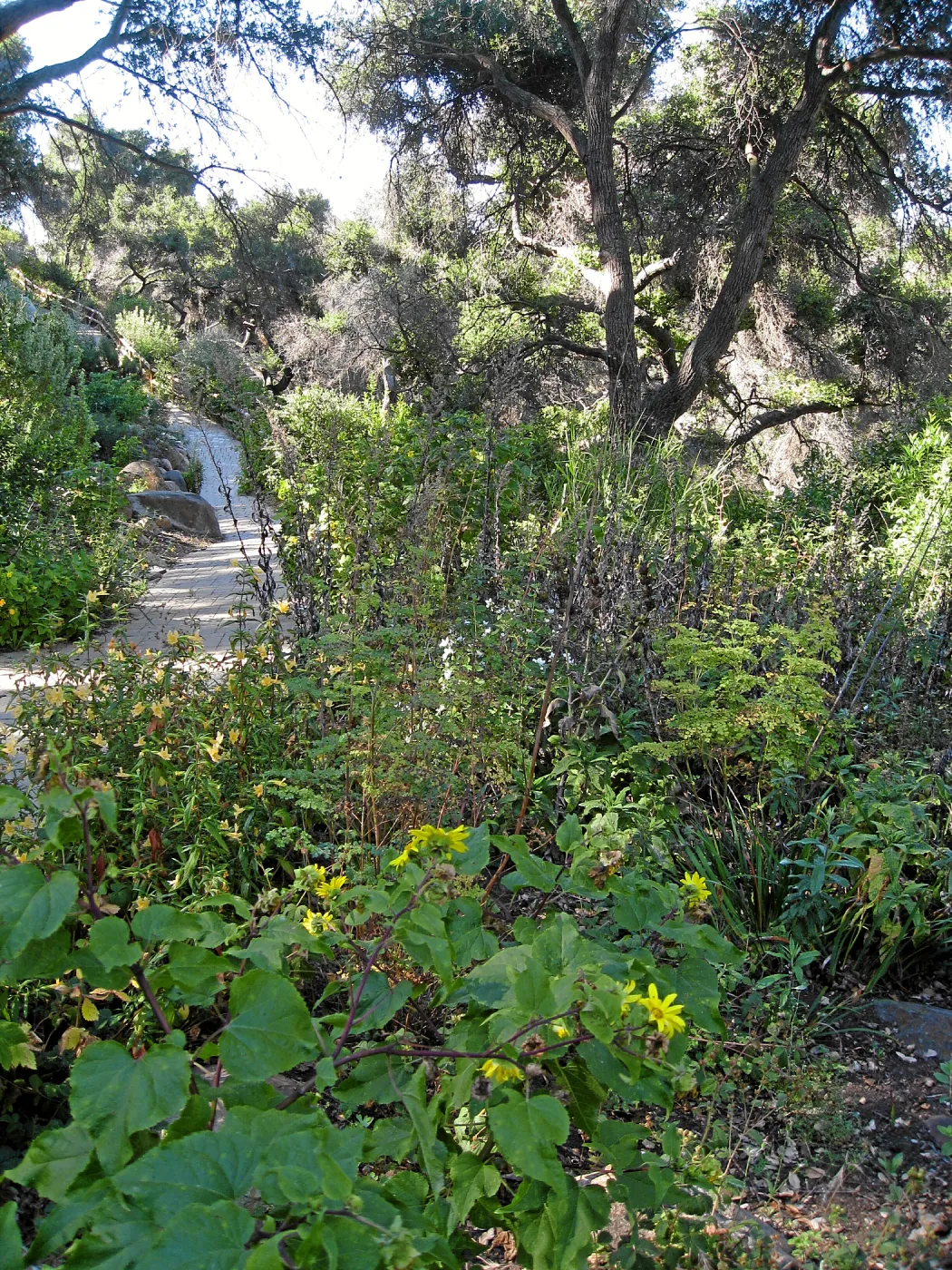 Post fire neglect near picnic area on Campbell Trail