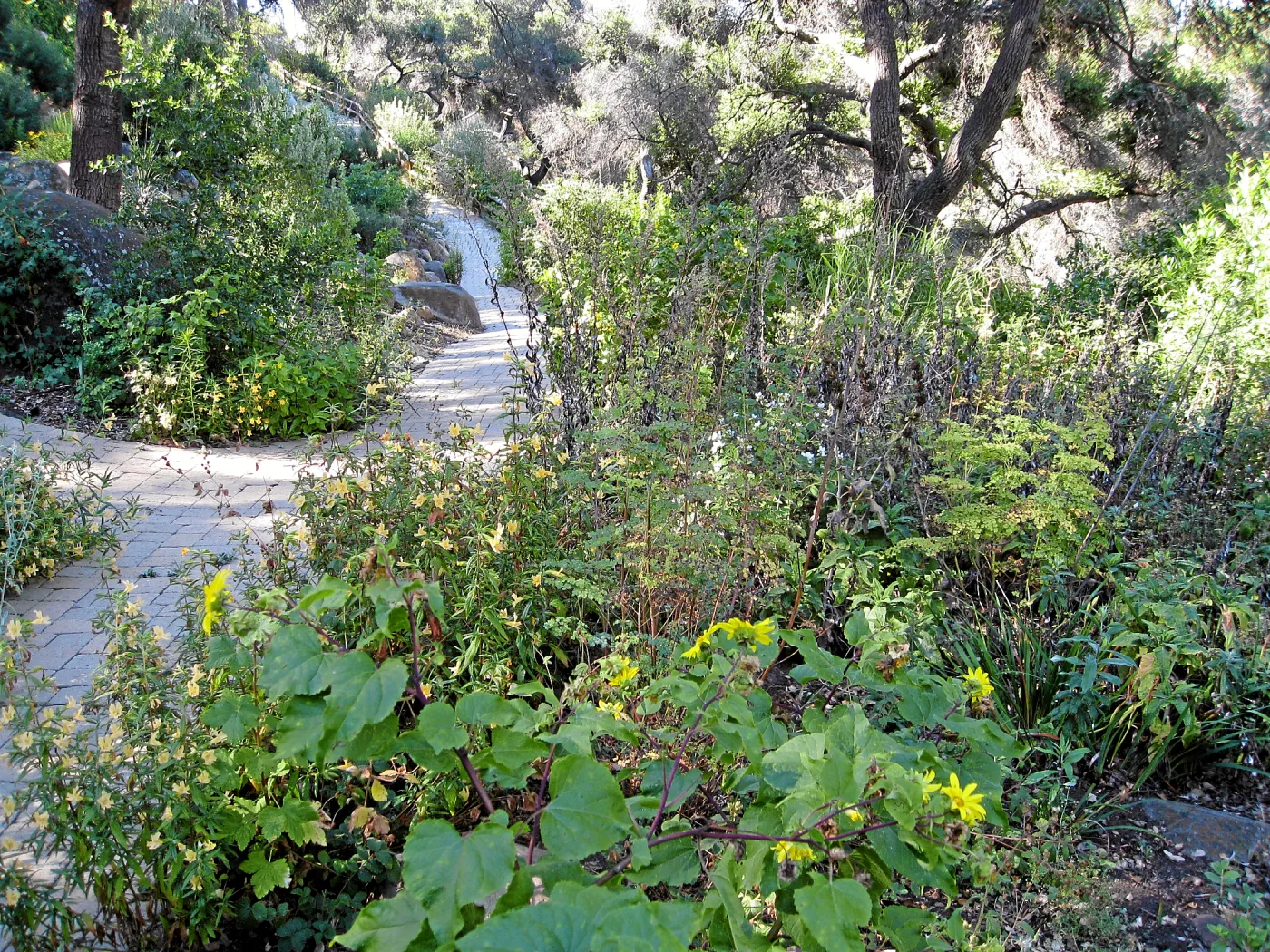 Post fire neglect near picnic area on Campbell Trail