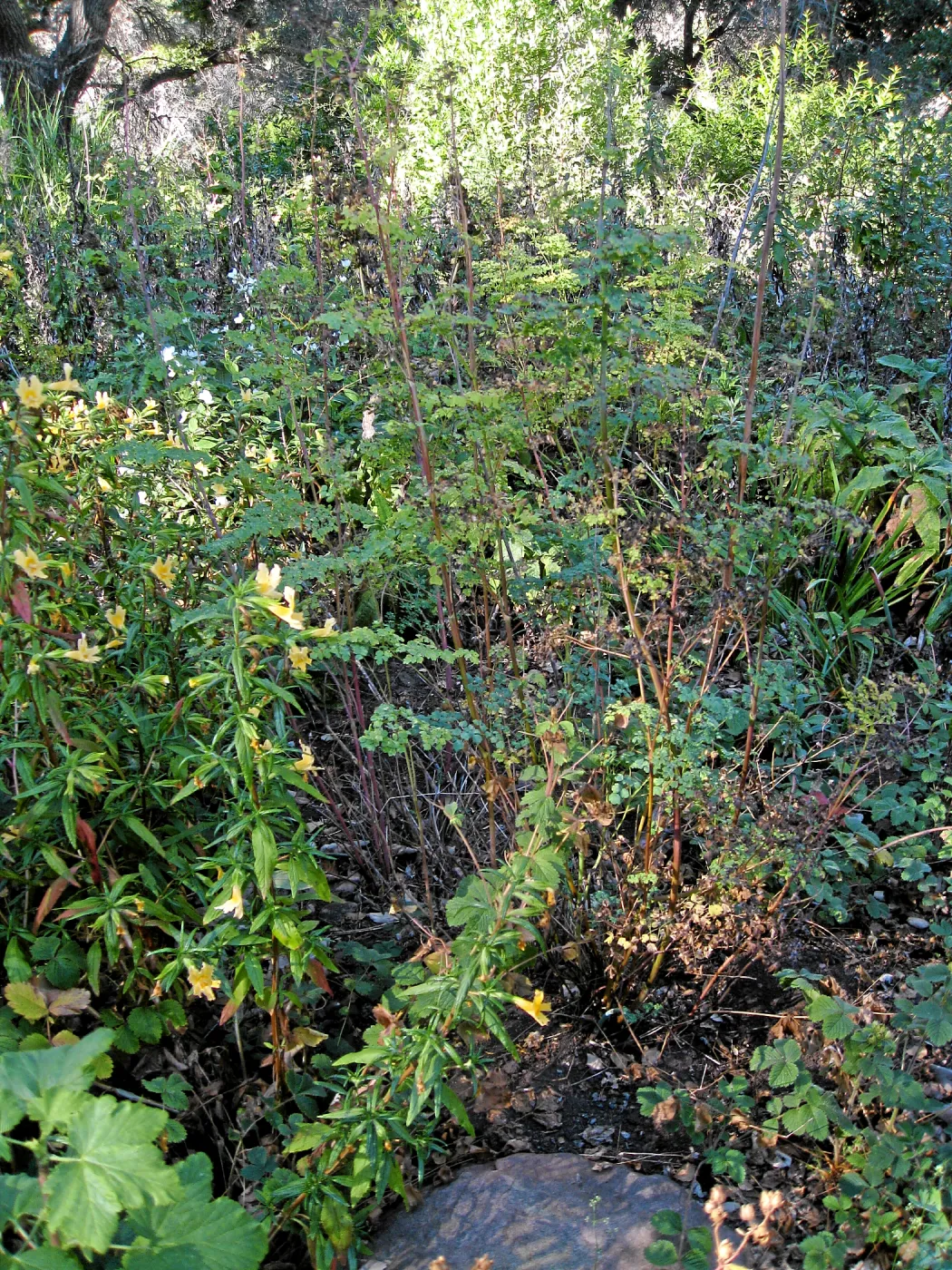Post fire neglect near picnic area on Campbell Trail