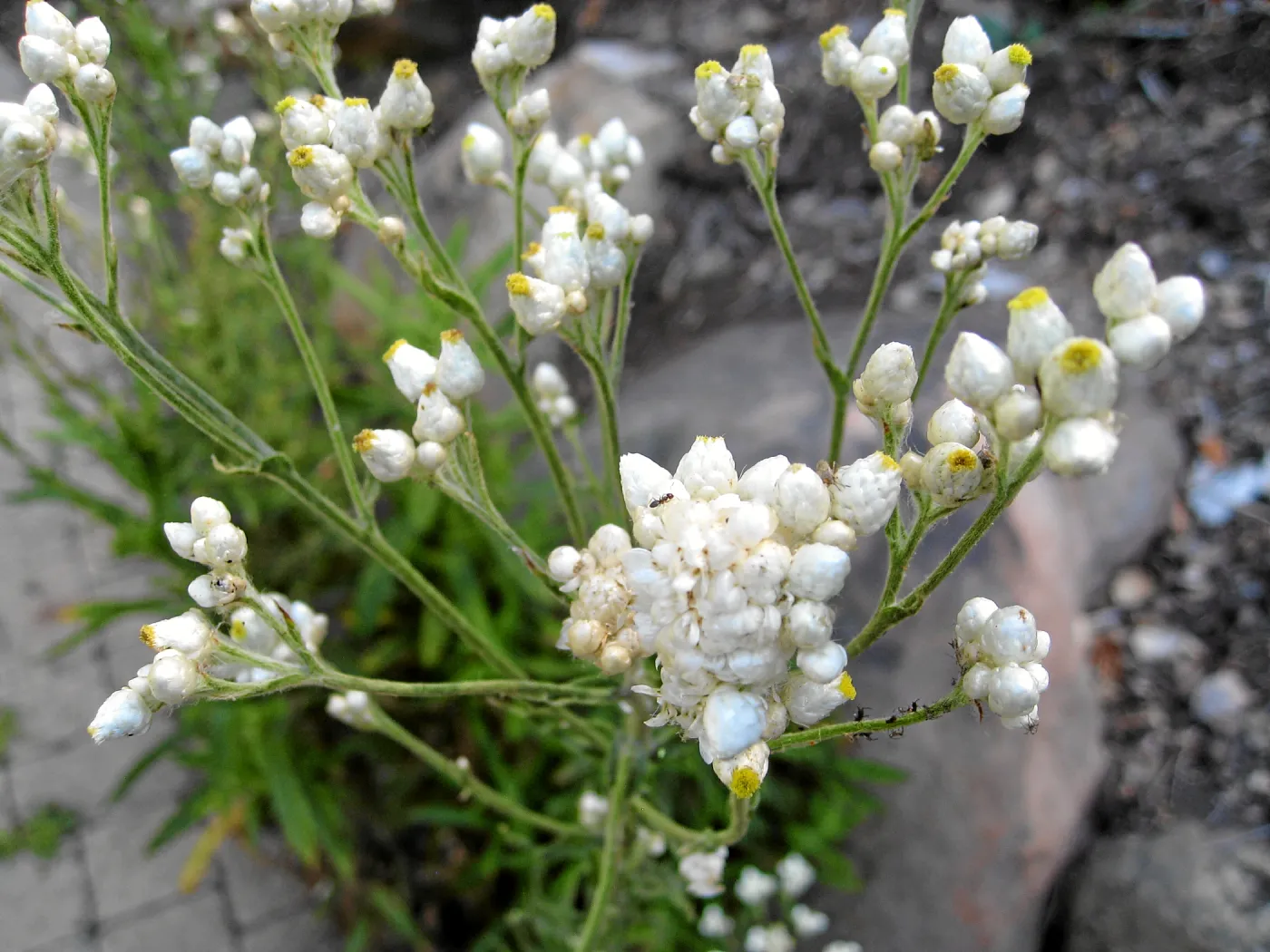 Pearly everlasting