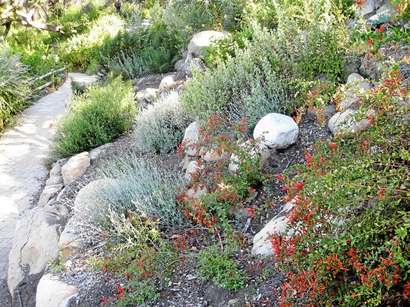 Keckiella cordifolia on the Campbell Trail