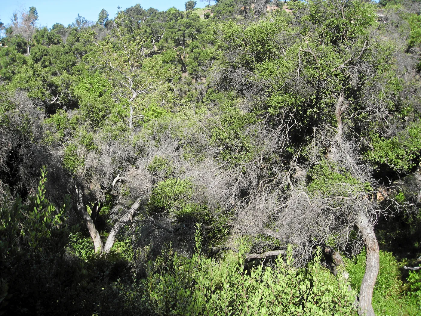 Dead branches on oaks in the canyon post fire