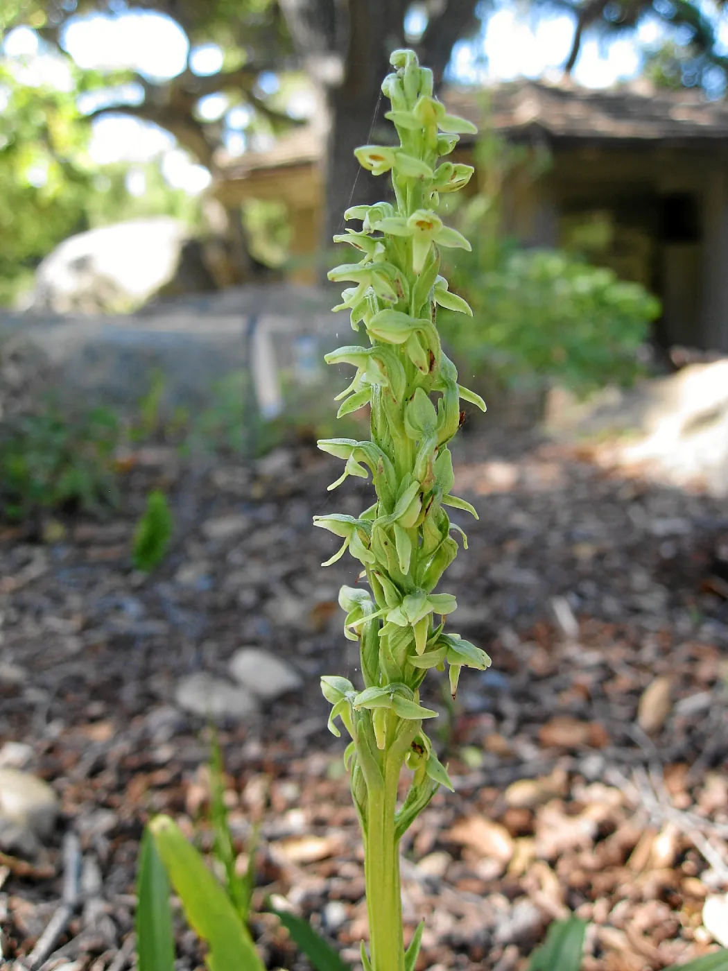 Plathanthera sparsiflora in the Orchid Display