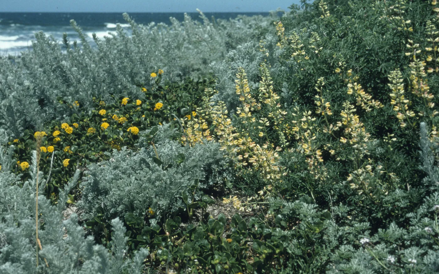 Coastal strand, Asilomar, Monterey county